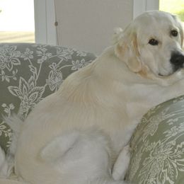 Golden Retriever All Grown Up from White Sand Golden Retrievers