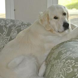 Golden Retriever All Grown Up from White Sand Golden Retrievers