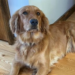 Golden Retrievers from Riverbend Retriever’s