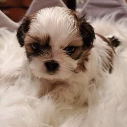 Shih Tzu Puppies from Trinity Shihtzu's So Calif