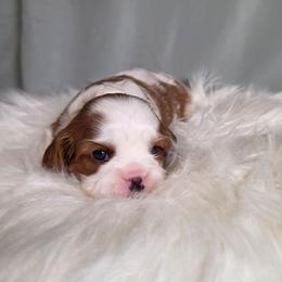 Christian - Blenheim male Cavalier King Charles Spaniel puppy in Bonney Lake, Washington from House of Happy Cavaliers