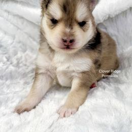 Hudson - Merle male Pomsky puppy in Sheffield, Iowa from Clover Ridge Pomskies