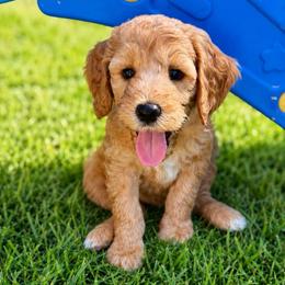 Johnny - Apricot male Goldendoodle puppy in Willacoochee, Georgia from Kitandkboodle's Doodles