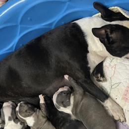 Boston Terriers from Boston Babies