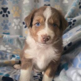 Chowder - Red tri-color male Australian Shepherd puppy in Russellville, Kentucky from Page Family Homestead