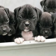 Bernedoodles, Boxers, and Poodles from Dakota Prairie Pups