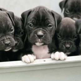 Bernedoodles, Boxers, and Poodles from Dakota Prairie Pups