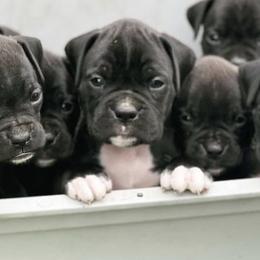 Bernedoodles, Boxers, and Poodles from Dakota Prairie Pups