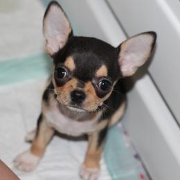 Boy 5 - male Chihuahua puppy in Cache, Oklahoma from Charming Lil Chihuahuas