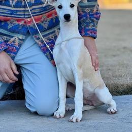 Posey - Fawn female Whippet puppy in Sugar Valley, Georgia from Pinnacle Farm and Kennel