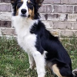Border Collies from Above & Beyond Border Collies
