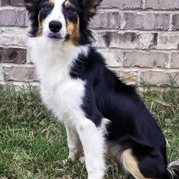 Border Collies from Above & Beyond Border Collies