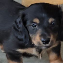 Otto Jr (AKC REGISTRATION) - Black and cream male Dachshund puppy in Beaumont, California from Santa Rita Doxies