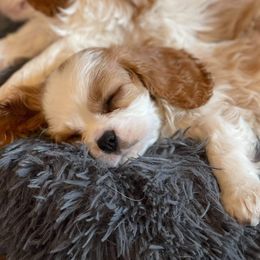 Cavalier King Charles Spaniel Puppies from Grace Cavalier Kingdom