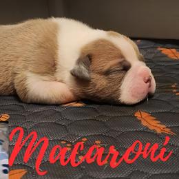 Macaroni - Fawn and white male Bulldog puppy in Washington from Sun City Campeiro Bulldogs