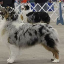 Australian Shepherds from Patricia Bandino's Australian Shepherds