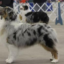 Australian Shepherds from Patricia Bandino's Australian Shepherds