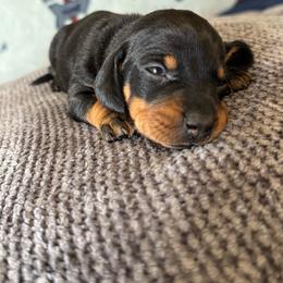 Kanga - Black and tan female Dachshund puppy in Turlock, California from Dandelion Dachshund