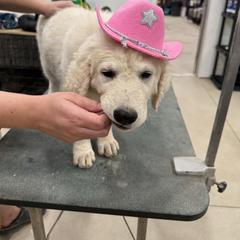 Girl 5 - White female Kuvasz puppy in Ohio from Rising River Kennel Kuvasz