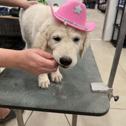Girl 5 - White female Kuvasz puppy in Ohio from Rising River Kennel Kuvasz