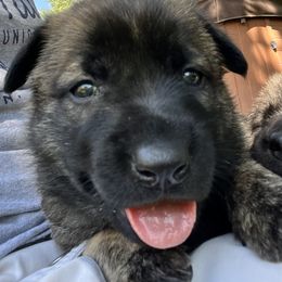 Girl 1 - Dutch Shepherd puppy from North Mountain Dutch Shepherds