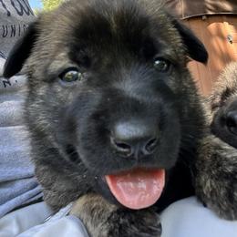 Girl 1 - Dutch Shepherd puppy from North Mountain Dutch Shepherds
