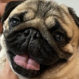 Brussels Griffons, Pugs, and Rottweilers from Copper Ridge Kennel