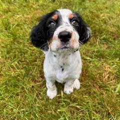 English Setter Puppies from English Setters of the Eyrie
