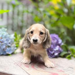 Shaded cream girl A. - Cream female Dachshund puppy in Fletcher, North Carolina from Lion's Gate Dachshunds