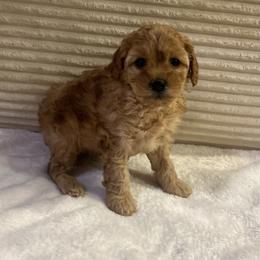Willow - Apricot female Cavapoo puppy in Payson, Utah from Country Sky Doodles