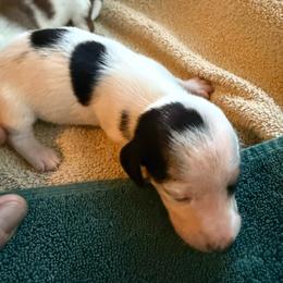 Boy 1 - Black and tan male Dachshund puppy in Paisley, Florida from Pantheon Dachshunds