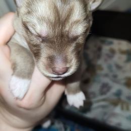 Ember - Brown and white female Siberian Husky puppy in Swansea, Illinois from Husky B's