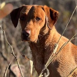 Labrador Retrievers from Essayons Gundogs