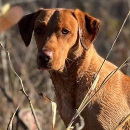 Labrador Retrievers from Essayons Gundogs