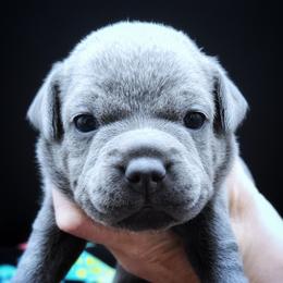 Skeleton - Blue female Staffordshire Bull Terrier puppy in Dallas, Texas from Wild Blue Staffords