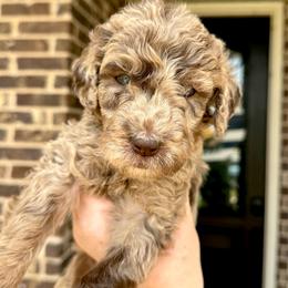 Legacy - Merle female Goldendoodle puppy in Mc Kinney, Texas from Flair Doodles