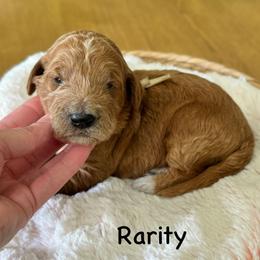 Rarity-White - Apricot female Goldendoodle puppy in Bay City, Texas from Charming Doods Goldendoodles
