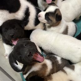 Akita Puppies from Gloe Akita's