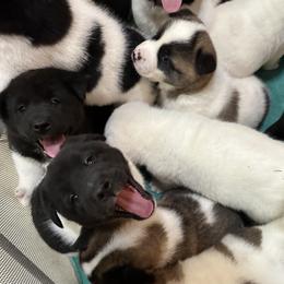 Akita Puppies from Gloe Akita's