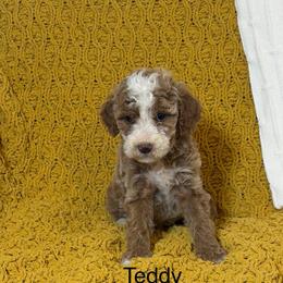 Teddy - Red  male Goldendoodle puppy in Estesburg, Kentucky from Wet Goldendoodle Kisses