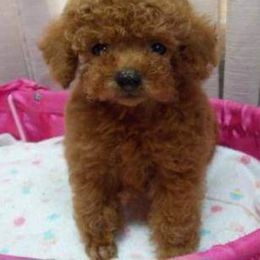 Poodle Puppies from Lowry Toy Poodles