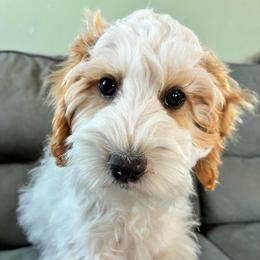 Sneezy - Brown and white male Cockapoo puppy in Adrian, Oregon from ApplebyFarm