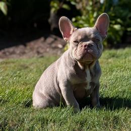 Guapo - Liver male French Bulldog puppy in Battle Ground, Washington from Ferguson's Bulldogs