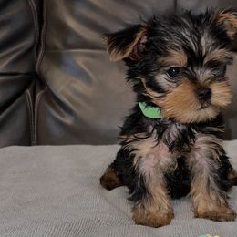 Boy 1 - Yorkshire Terrier puppy in Baltimore, Maryland from Little Champions