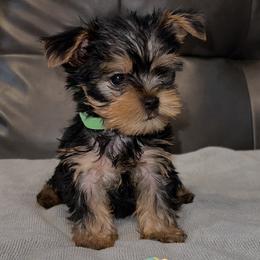 Boy 1 - Yorkshire Terrier puppy in Baltimore, Maryland from Little Champions