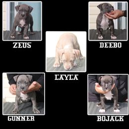 American Bully Puppies from XLRG BULLIES