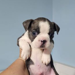 Sirius - Brindle and white male Boston Terrier puppy in Columbus, Ohio from Bryn's AKC Bostons