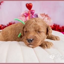 Bison - Red male Cockapoo puppy in Connersville, Indiana from Deaz Doodle Ranch
