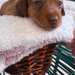 CKC Cinnabon - Red female Dachshund puppy in Cape Coral, Florida from Duker’s Dachshunds