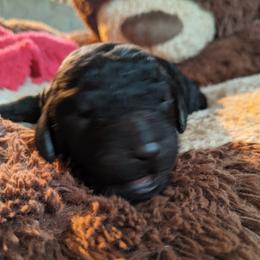 Daisy - Bernedoodle puppy in Germantown, Wisconsin from Love for Doodles, LLC / 262.720.0190